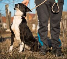 RADA, Hund, Mischlingshund in Rumänien - Bild 5