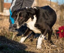 RADA, Hund, Mischlingshund in Rumänien - Bild 6