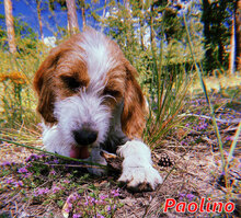 PAOLINO, Hund, Mischlingshund in Mannheim - Bild 5