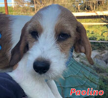 PAOLINO, Hund, Mischlingshund in Mannheim - Bild 6