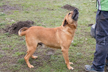 JOSCHKO, Hund, Mischlingshund in Kroatien - Bild 10