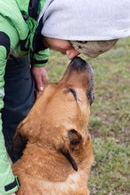 JOSCHKO, Hund, Mischlingshund in Kroatien - Bild 11