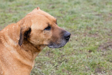 JOSCHKO, Hund, Mischlingshund in Kroatien - Bild 2