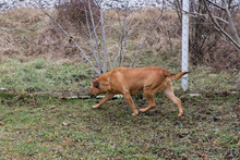 JOSCHKO, Hund, Mischlingshund in Kroatien - Bild 3