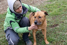 JOSCHKO, Hund, Mischlingshund in Kroatien - Bild 5