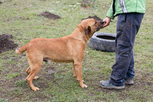 JOSCHKO, Hund, Mischlingshund in Kroatien - Bild 9