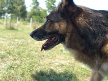 HARY, Hund, Deutscher Schäferhund-Mix in Kroatien - Bild 3