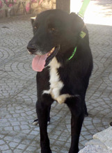 SIRIOS, Hund, Mischlingshund in Griechenland - Bild 2