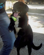 SIRIOS, Hund, Mischlingshund in Griechenland - Bild 3