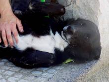 SIRIOS, Hund, Mischlingshund in Griechenland - Bild 4