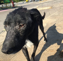 SIRIOS, Hund, Mischlingshund in Griechenland - Bild 5