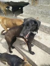 MICHELLE, Hund, Mischlingshund in Griechenland - Bild 7