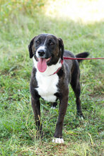 DUDA, Hund, Mischlingshund in Kroatien - Bild 1
