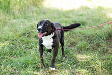 DUDA, Hund, Mischlingshund in Kroatien - Bild 2