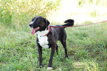 DUDA, Hund, Mischlingshund in Kroatien - Bild 3