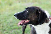 DUDA, Hund, Mischlingshund in Kroatien - Bild 5