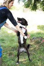 DUDA, Hund, Mischlingshund in Kroatien - Bild 6