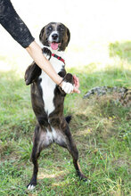 DUDA, Hund, Mischlingshund in Kroatien - Bild 7