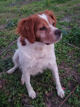 BILLY1, Hund, Epagneul Breton in Italien - Bild 1