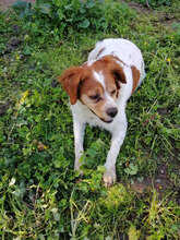 BILLY1, Hund, Epagneul Breton in Italien - Bild 2