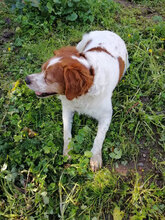 BILLY1, Hund, Epagneul Breton in Italien - Bild 3