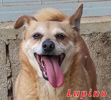 LUPINO, Hund, Mischlingshund in Italien - Bild 1