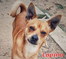 LUPINO, Hund, Mischlingshund in Italien - Bild 11