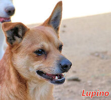 LUPINO, Hund, Mischlingshund in Italien - Bild 13