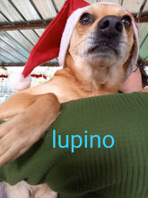 LUPINO, Hund, Mischlingshund in Italien - Bild 17