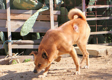 LUPINO, Hund, Mischlingshund in Italien - Bild 20