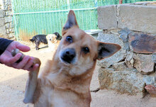 LUPINO, Hund, Mischlingshund in Italien - Bild 22