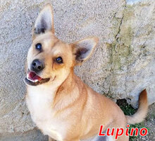 LUPINO, Hund, Mischlingshund in Italien - Bild 7
