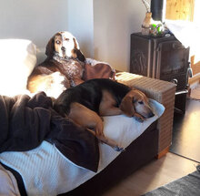 ROSALINO, Hund, Mischlingshund in Kiel - Bild 10