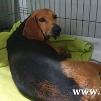 ROSALINO, Hund, Mischlingshund in Kiel - Bild 32