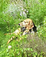 ROSALINO, Hund, Mischlingshund in Kiel - Bild 5