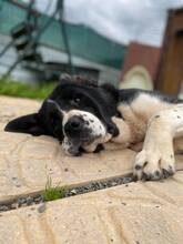 AIDA, Hund, Mischlingshund in Slowakische Republik - Bild 10