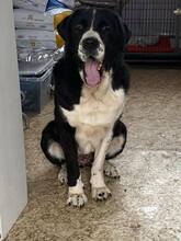 AIDA, Hund, Mischlingshund in Slowakische Republik - Bild 14