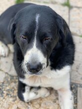 AIDA, Hund, Mischlingshund in Slowakische Republik - Bild 18
