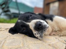 AIDA, Hund, Mischlingshund in Slowakische Republik - Bild 19