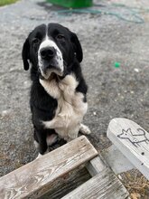 AIDA, Hund, Mischlingshund in Slowakische Republik - Bild 20