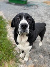 AIDA, Hund, Mischlingshund in Slowakische Republik - Bild 3