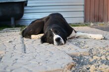 AIDA, Hund, Mischlingshund in Slowakische Republik - Bild 4