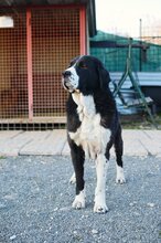 AIDA, Hund, Mischlingshund in Slowakische Republik - Bild 5