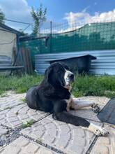 AIDA, Hund, Mischlingshund in Slowakische Republik - Bild 8