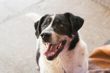 DENY, Hund, Mischlingshund in Kroatien - Bild 1