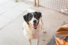 DENY, Hund, Mischlingshund in Kroatien - Bild 3