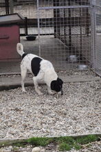 DENY, Hund, Mischlingshund in Kroatien - Bild 7