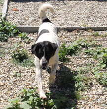DENY, Hund, Mischlingshund in Kroatien - Bild 8