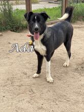 ADA, Hund, Mischlingshund in Russische Föderation - Bild 1