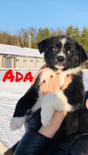 ADA, Hund, Mischlingshund in Russische Föderation - Bild 10
